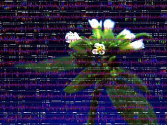   Arabidopsis thaliana    ,    berkeley.edu