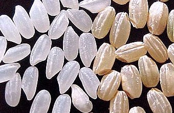 ,    waynesword.palomar.edu