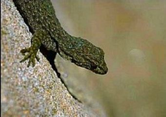 ,    african-safari-journals.com