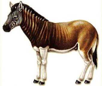 ,    ilportaledelcavallo.it