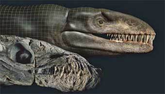 Dakosaurus andiniensis.     National Geographic