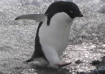  ,    www.mfat.govt.nz