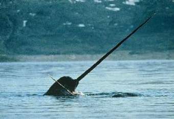 ,    schoolworld.asn.au