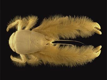 Kiwa hirsuta.    Ifremer