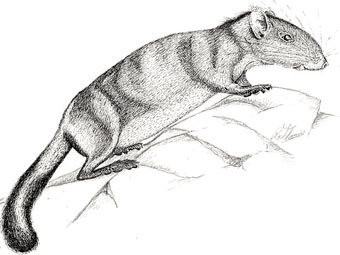 Laonastes aenigmamus.    wikipedia.org 