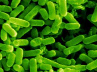 Escherichia Coli,    res2.agr.ca