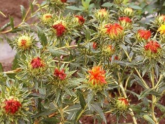  .    Ernst-Moritz-Arndt-Universität