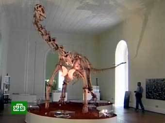 Maxakalisaurus topai,  