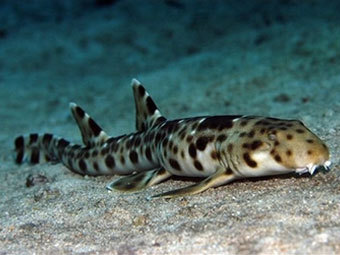  .  Conservation International.