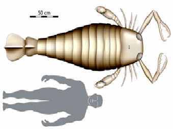   Jaekelopterus rhenaniae   .     . 