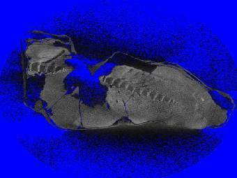    "".    National Geographic. 