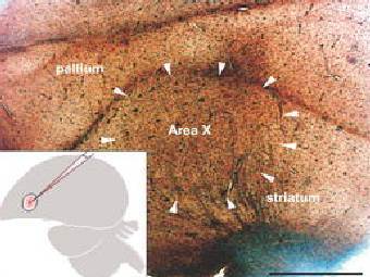 ������� X � �������� ����� �������� �������. ����������� �� ������� PLoS Biology. 