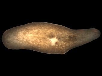   Smed---1        ,        ().    wi.mit.edu. 