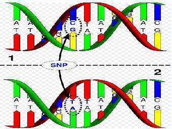   (SNP).    wikimedia.org. 