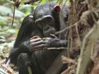 �������� ���� ����� � �������� �����. ���� ����-������ �����. 