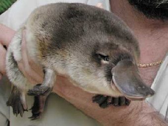 �������. ���� � ����� zoo.org.au. 