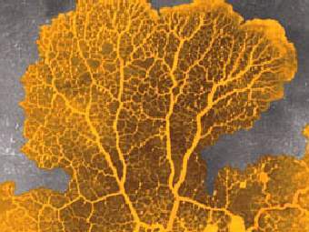 �������� Physarum polycephalum. ���� � ����� palomar.edu.