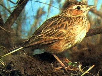 ���������. ���� � ����� clow.ru