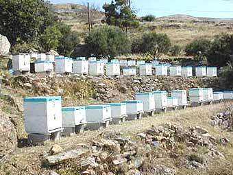 ������ � ������. ���� � ����� pcela.co.yu