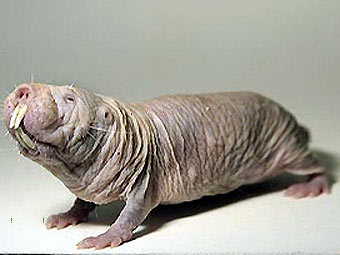 ����� ��������. ���� � ����� nationalzoo.si.edu