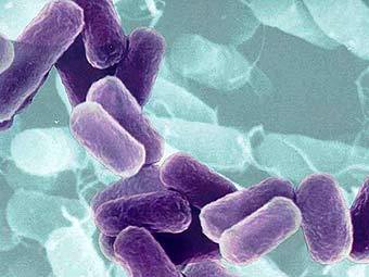 Escherichia coli. ���� � ����� ufl.edu