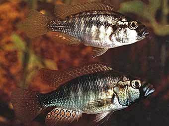 ������������ ����� (�����) ����������� ����� ������� ����. ���� � ����� news-service.stanford.edu