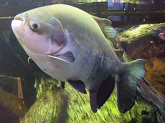 ���� ����. ���� ������������ Omnitarian � ����� wikipedia.org