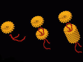 ���������� ������ ������ �������� ������� � ����� vanderbilt.edu