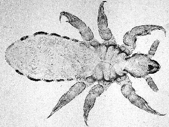 ����, ������ � ���������������� ������. ����������� �� ������ ������� ������������. 