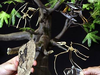 ������ ������� ���������� ������������. ����������� � ����� chinadaily.net