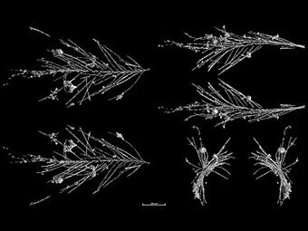 ��������� ����������� �����. ������� � ����� telegraph.co.uk