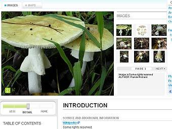 �������� �������� ����� eol.org � ������� �������