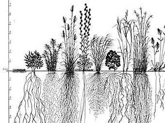 ����� ��������� ��������. ����������� � ����� wikipedia.org