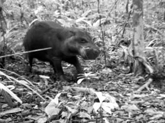 ���������� ����������. ���� ����������� �������������� �������� 