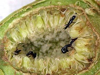 ������� ��-���������� ������ ����� ������. ���� � ����� sciencenow.sciencemag.org