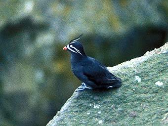 ����� ������. ���� � ����� pmel.noaa.gov