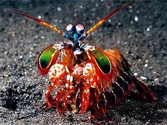 ���� ������ ����� � ����� ecodivers.com