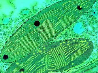 ����������� - ���������, � ������� �������� ���������� � ��������. ����������� � ����� cellbiol.ru