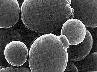 ������ Saccharomyces cerevisiae. ���� � ����� chem.kcn.ru