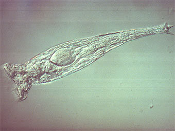 ����������. ���� � ����� mbl.edu