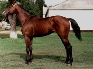 ���������� ������������ �������� ������, ���� c ����� www.losharik.ru