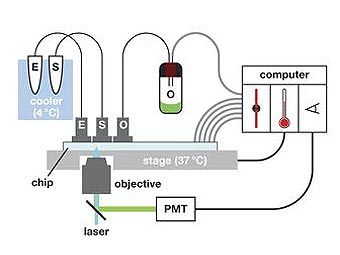 ����� ��������, ������������� ������� �������� ���. ����������� �� ������ ������� ������������