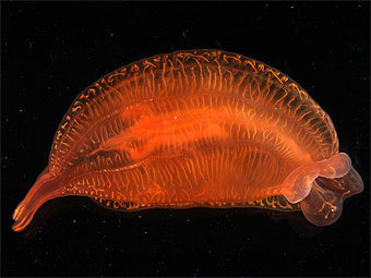 ���������. ���� � ����� ������������� �������� �����