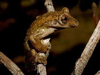 ��� ������� Corythomantis greeningi ��� ��� ��������, �� ������� ���������� � ������ �������. ����: Paula H. Valdujo /USP Universidade de Sao Paulo/Pequi