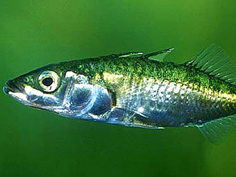 ��������� �������. ���� � ����� fiskbasen.se