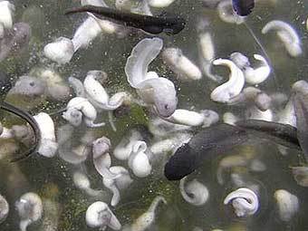 �����������-���������. ���� � ����� The Daily Telegraph 