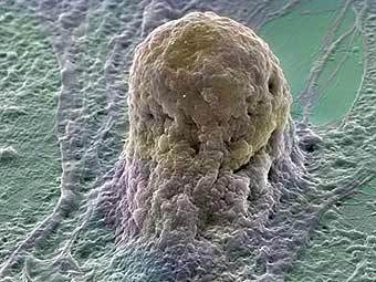 ��������� ������. ����������� � ����� sciencecases.org