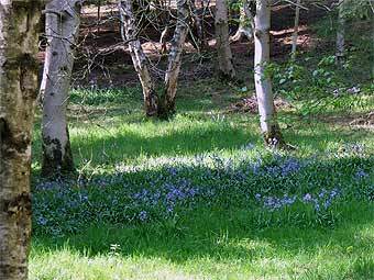 ���� �� ���������� ������������ ��� �������������� ����� �������������. ���� � ����� bluebellwood.org.uk