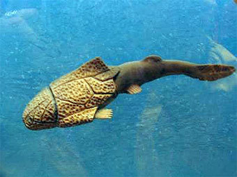 ������������� �������� ���� ��������� ����. ����������� � ����� armadaproject.org