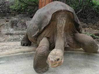 ������������� ��������. ���� � �����: www.galapagospark.org